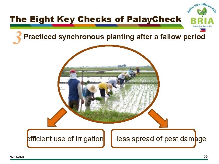 The Eight Key Checks of Palay. Check 3 Practiced synchronous planting after a fallow