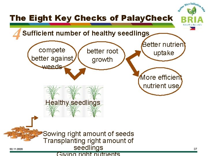 The Eight Key Checks of Palay. Check 4 Sufficient number of healthy seedlings compete