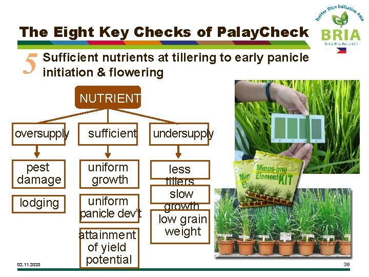 The Eight Key Checks of Palay. Check 5 Sufficient nutrients at tillering to early