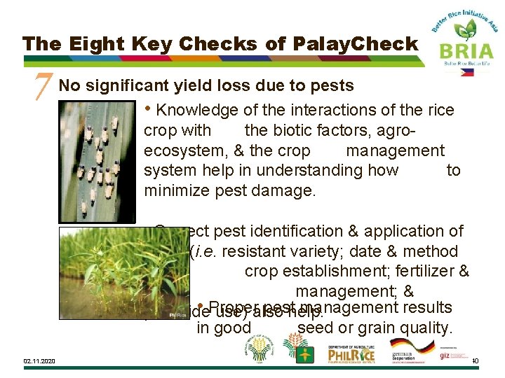 The Eight Key Checks of Palay. Check 7 No significant yield loss due to