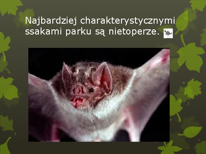 Najbardziej charakterystycznymi ssakami parku są nietoperze. 