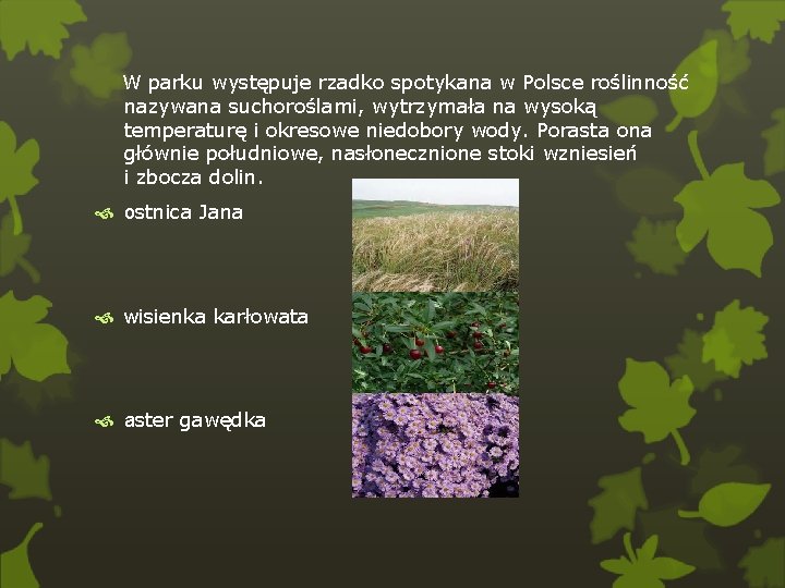 W parku występuje rzadko spotykana w Polsce roślinność nazywana suchoroślami, wytrzymała na wysoką temperaturę