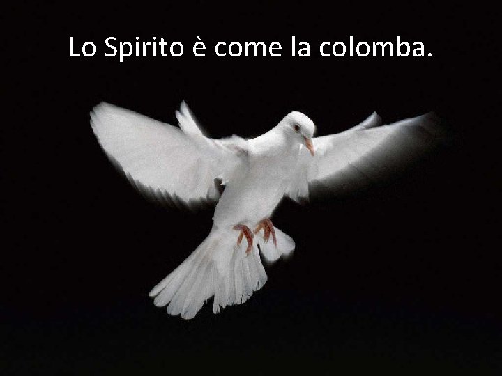 Lo Spirito è come la colomba. 