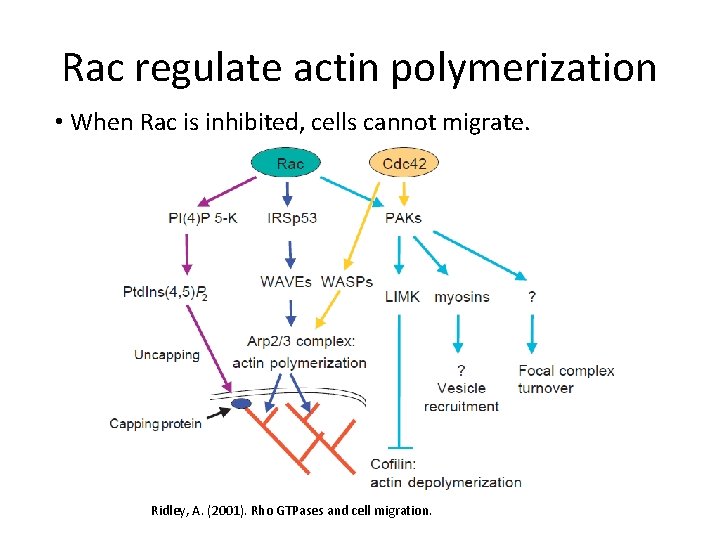 Rac regulate actin polymerization • When Rac is inhibited, cells cannot migrate. Ridley, A.