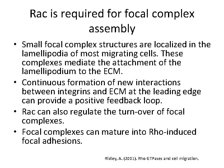 Rac is required for focal complex assembly • Small focal complex structures are localized
