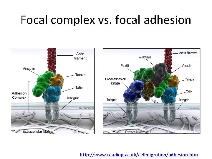 Focal complex vs. focal adhesion http: //www. reading. ac. uk/cellmigration/adhesion. htm 