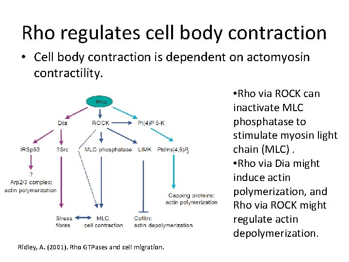 Rho regulates cell body contraction • Cell body contraction is dependent on actomyosin contractility.
