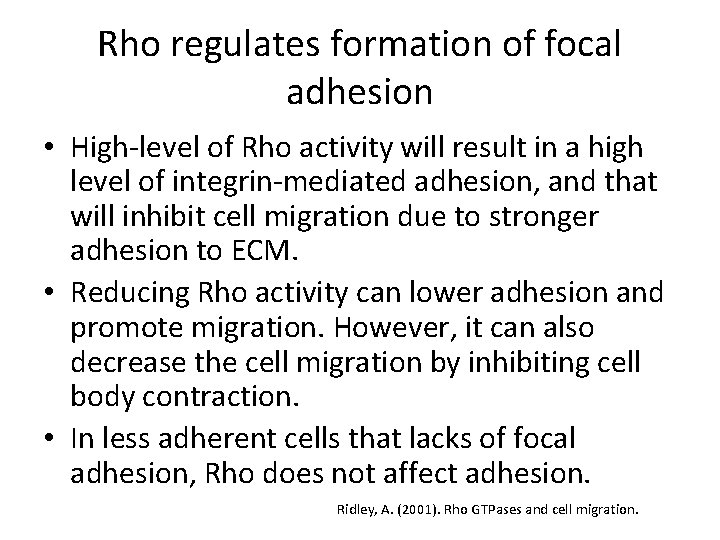 Rho regulates formation of focal adhesion • High-level of Rho activity will result in