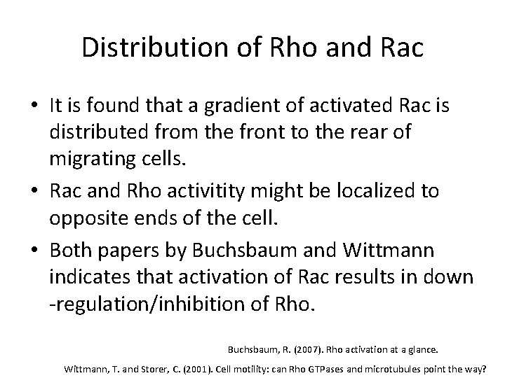 Distribution of Rho and Rac • It is found that a gradient of activated
