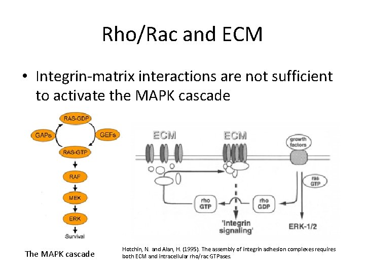 Rho/Rac and ECM • Integrin-matrix interactions are not sufficient to activate the MAPK cascade