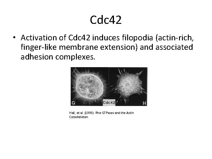 Cdc 42 • Activation of Cdc 42 induces filopodia (actin-rich, finger-like membrane extension) and