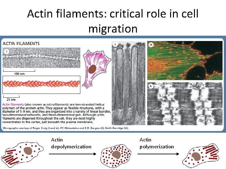 Actin filaments: critical role in cell migration Actin depolymerization Actin polymerization 