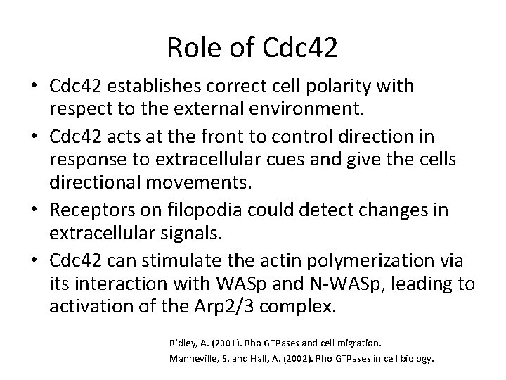 Role of Cdc 42 • Cdc 42 establishes correct cell polarity with respect to