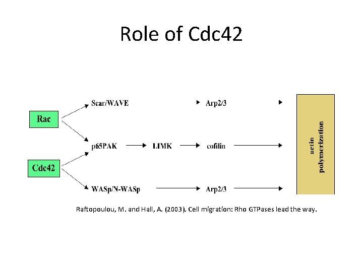 Role of Cdc 42 Raftopoulou, M. and Hall, A. (2003). Cell migration: Rho GTPases