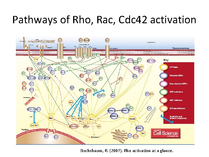 Pathways of Rho, Rac, Cdc 42 activation Buchsbaum, R. (2007). Rho activation at a