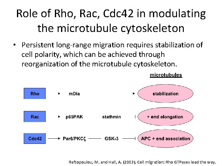 Role of Rho, Rac, Cdc 42 in modulating the microtubule cytoskeleton • Persistent long-range