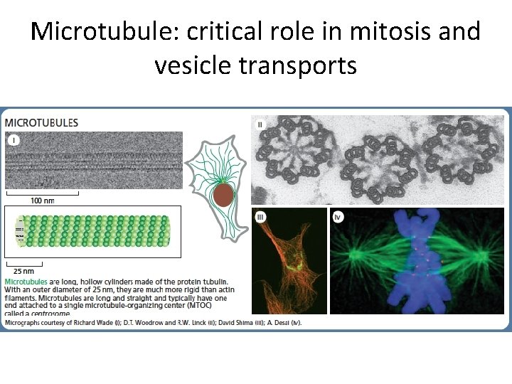 Microtubule: critical role in mitosis and vesicle transports 