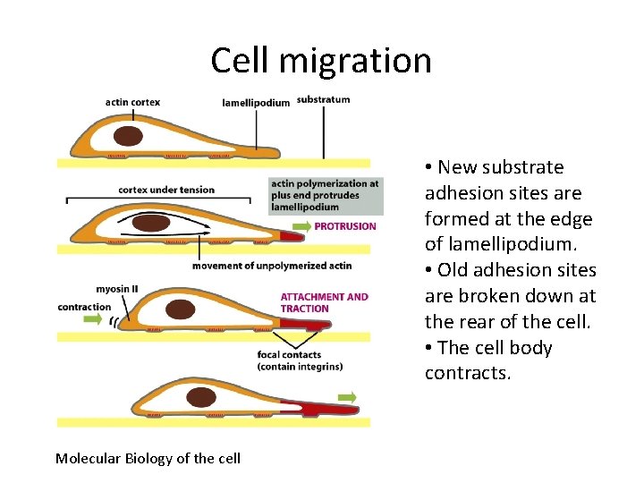 Cell migration • New substrate adhesion sites are formed at the edge of lamellipodium.