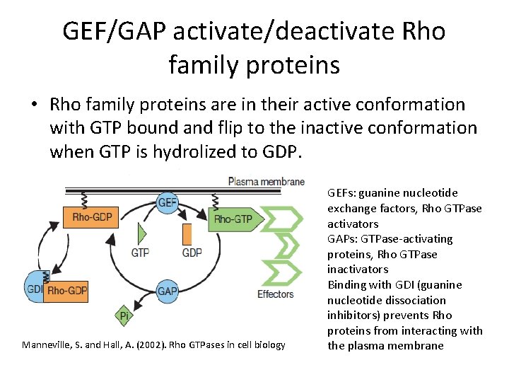 GEF/GAP activate/deactivate Rho family proteins • Rho family proteins are in their active conformation