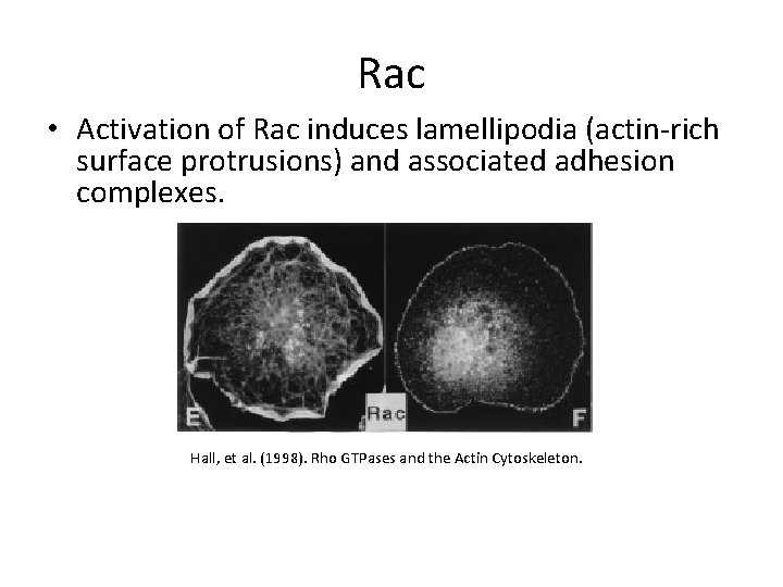 Rac • Activation of Rac induces lamellipodia (actin-rich surface protrusions) and associated adhesion complexes.