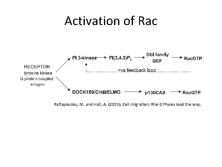 Activation of Rac Raftopoulou, M. and Hall, A. (2003). Cell migration: Rho GTPases lead