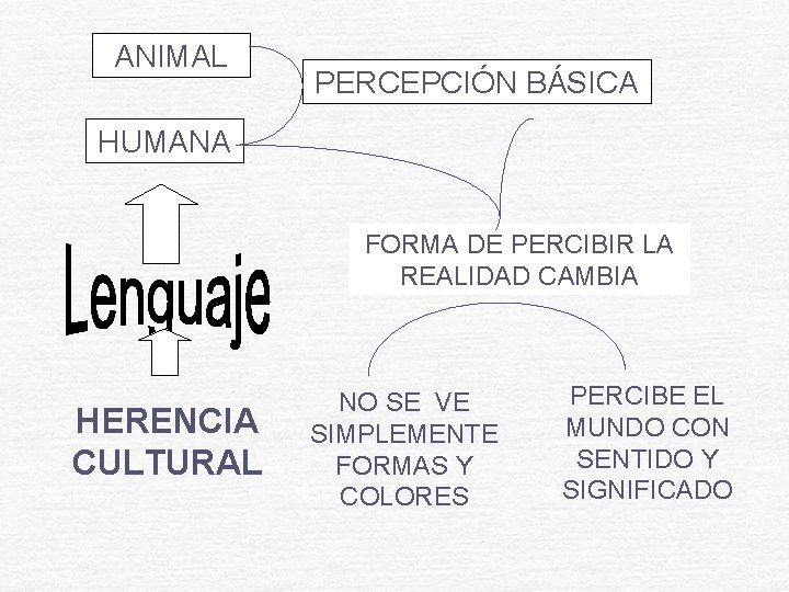 ANIMAL PERCEPCIÓN BÁSICA HUMANA FORMA DE PERCIBIR LA REALIDAD CAMBIA HERENCIA CULTURAL NO SE ANIMAL PERCEPCIÓN BÁSICA HUMANA FORMA DE PERCIBIR LA REALIDAD CAMBIA HERENCIA CULTURAL NO SE