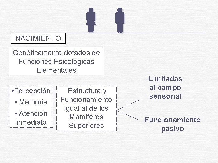 NACIMIENTO Genéticamente dotados de Funciones Psicológicas Elementales • Percepción • Memoria • Atención inmediata NACIMIENTO Genéticamente dotados de Funciones Psicológicas Elementales • Percepción • Memoria • Atención inmediata