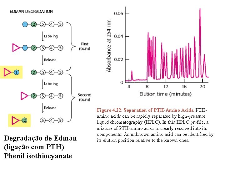 Degradação de Edman (ligação com PTH) Phenil isothiocyanate Figure 4. 22. Separation of PTH-Amino