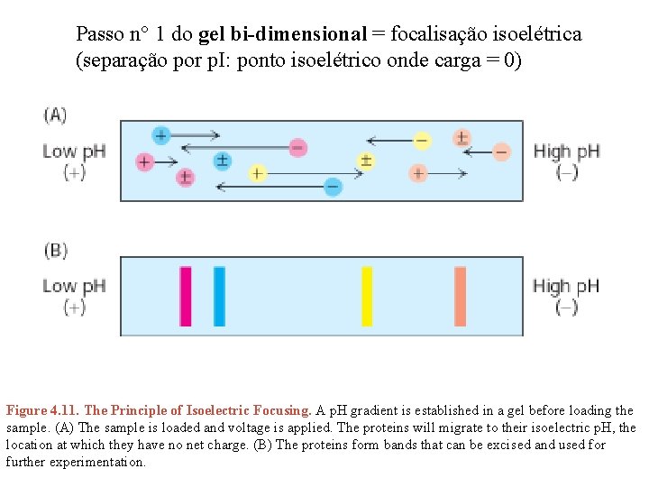 Passo n° 1 do gel bi-dimensional = focalisação isoelétrica (separação por p. I: ponto