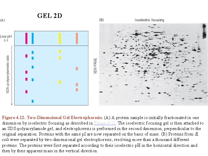 GEL 2 D Figure 4. 12. Two-Dimensional Gel Electrophoresis. (A) A protein sample is