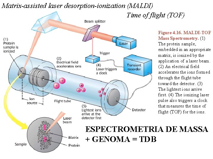 Matrix-assisted laser desorption-ionization (MALDI) Time of flight (TOF) Figure 4. 16. MALDI-TOF Mass Spectrometry.