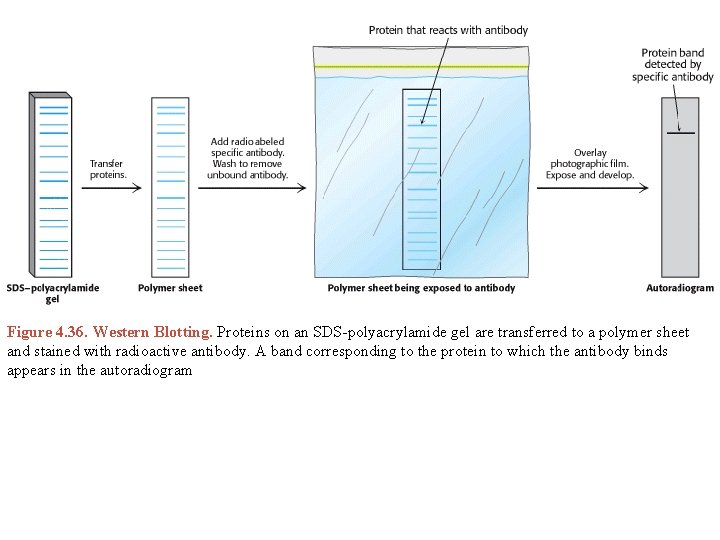 Figure 4. 36. Western Blotting. Proteins on an SDS-polyacrylamide gel are transferred to a