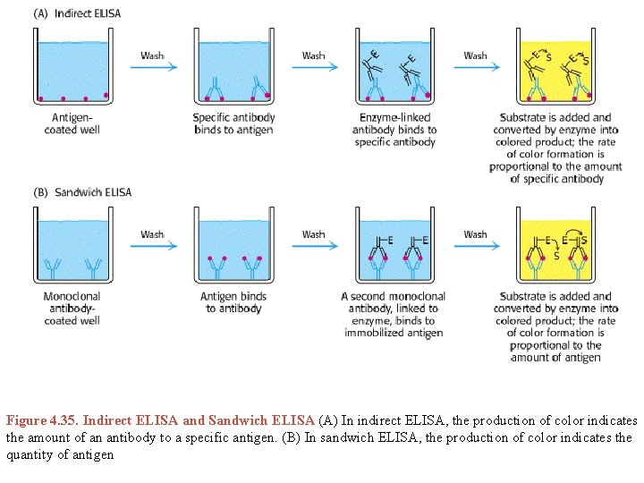 Figure 4. 35. Indirect ELISA and Sandwich ELISA (A) In indirect ELISA, the production
