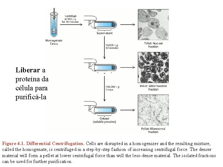 Liberar a proteína da célula para purificá-la Figure 4. 1. Differential Centrifugation. Cells are