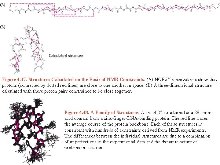 Figure 4. 47. Structures Calculated on the Basis of NMR Constraints. (A) NOESY observations