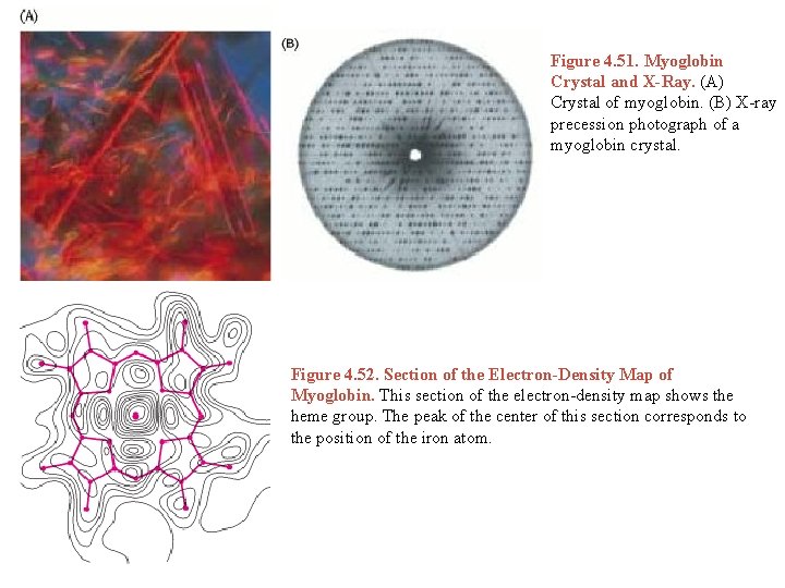 Figure 4. 51. Myoglobin Crystal and X-Ray. (A) Crystal of myoglobin. (B) X-ray precession