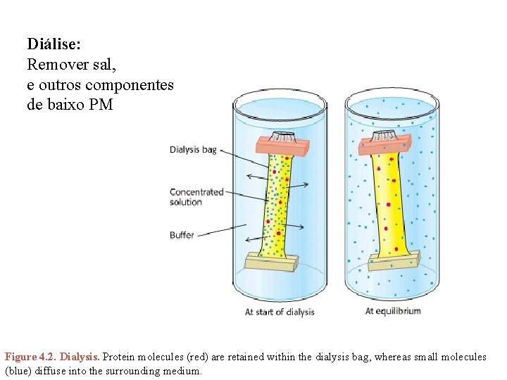 Diálise: Remover sal, e outros componentes de baixo PM Figure 4. 2. Dialysis. Protein