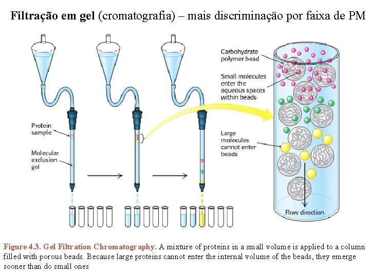 Filtração em gel (cromatografia) – mais discriminação por faixa de PM Figure 4. 3.