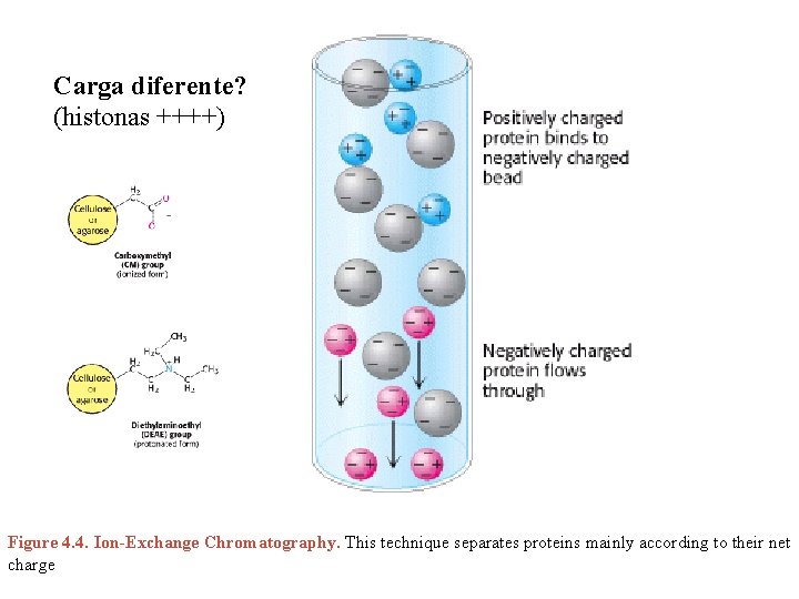 Carga diferente? (histonas ++++) Figure 4. 4. Ion-Exchange Chromatography. This technique separates proteins mainly
