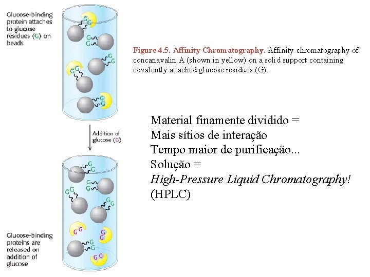 Figure 4. 5. Affinity Chromatography. Affinity chromatography of concanavalin A (shown in yellow) on