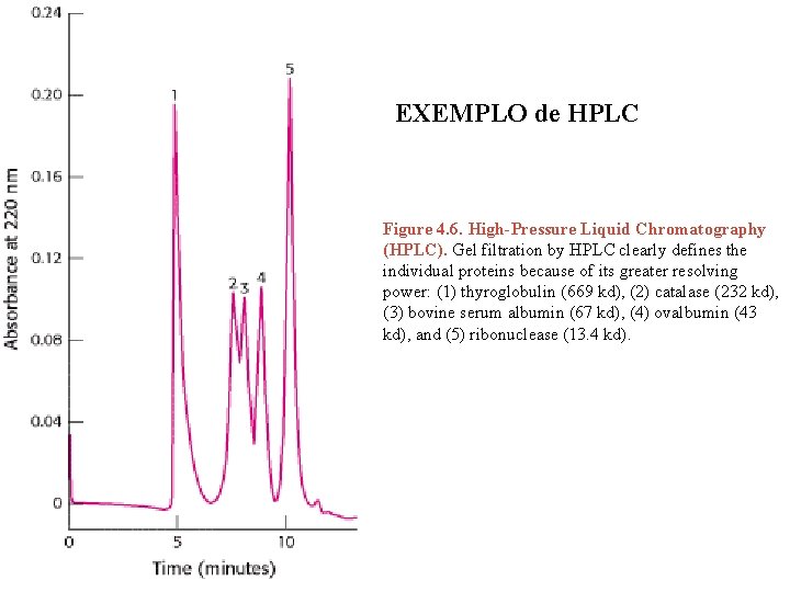 EXEMPLO de HPLC Figure 4. 6. High-Pressure Liquid Chromatography (HPLC). Gel filtration by HPLC
