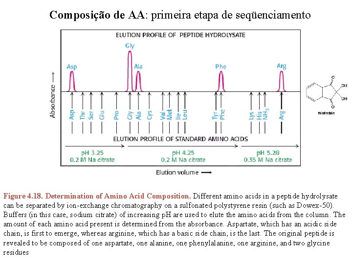 Composição de AA: primeira etapa de seqüenciamento Figure 4. 18. Determination of Amino Acid