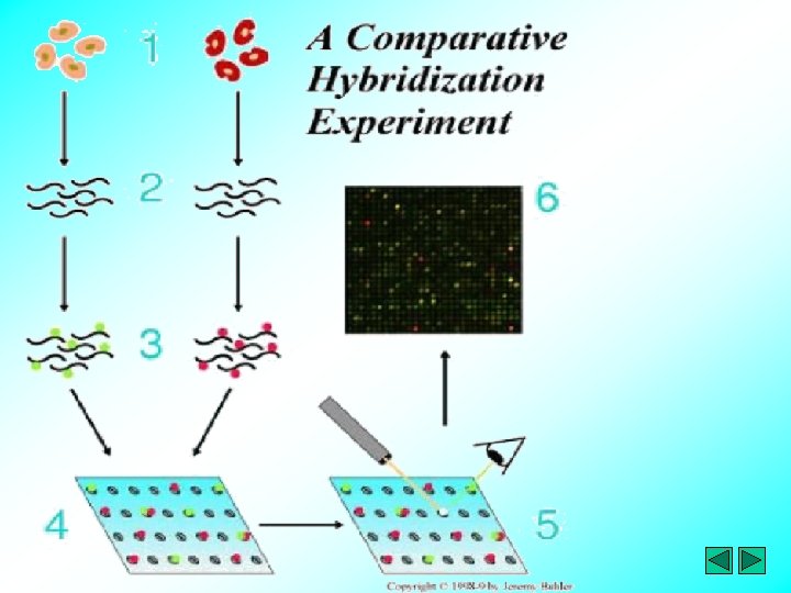 Microarray Leukemia vs normal Gene Chip System Affymetrix