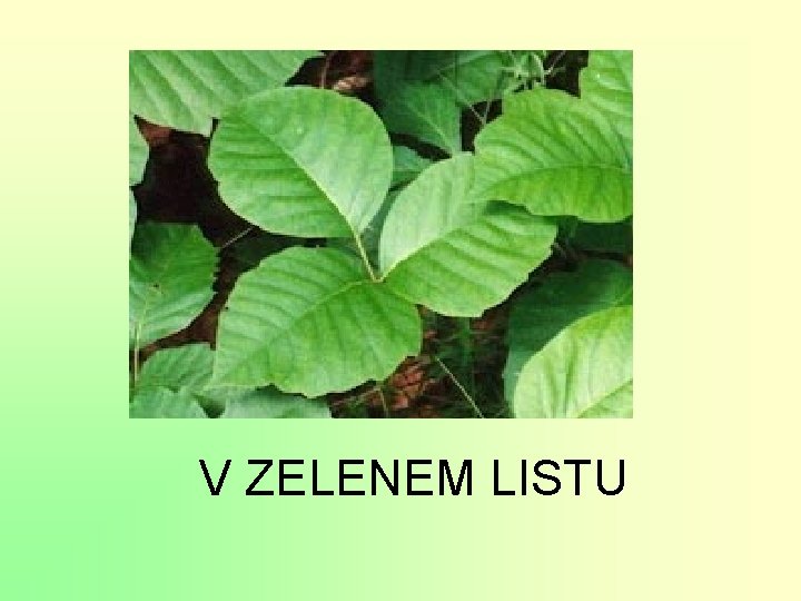 V ZELENEM LISTU 