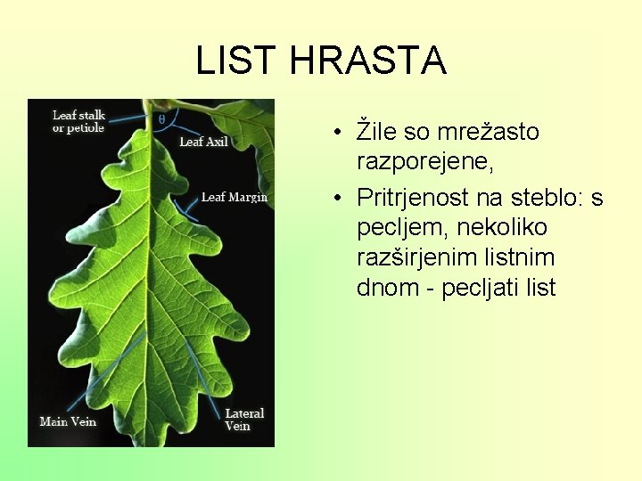 LIST HRASTA • Žile so mrežasto razporejene, • Pritrjenost na steblo: s pecljem, nekoliko