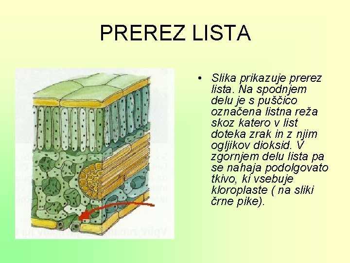 PREREZ LISTA • Slika prikazuje prerez lista. Na spodnjem delu je s puščico označena