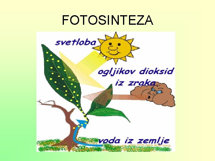 FOTOSINTEZA 