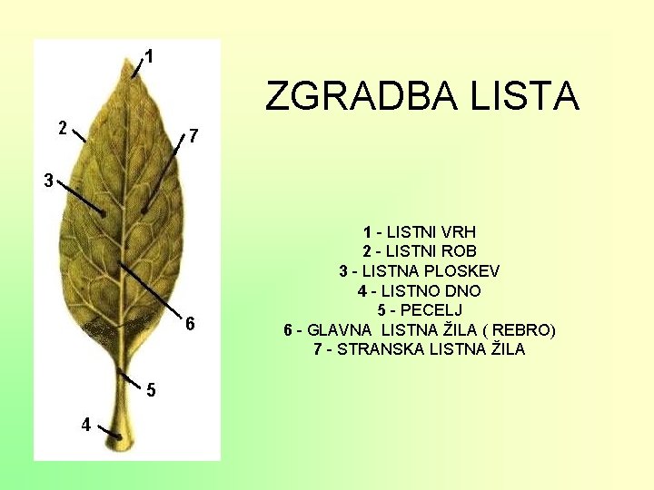 ZGRADBA LISTA 1 - LISTNI VRH 2 - LISTNI ROB 3 - LISTNA PLOSKEV