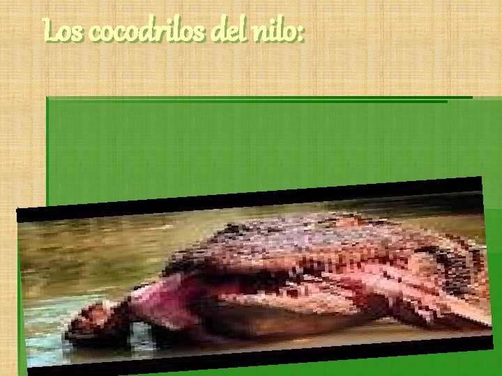 Los cocodrilos del nilo: 