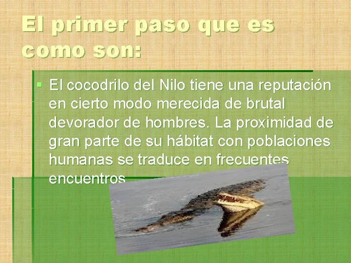 El primer paso que es como son: § El cocodrilo del Nilo tiene una